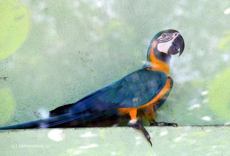 the beautiful big colourful attractive - Macaws !! the beautiful big colourful attractive - Macaws !!