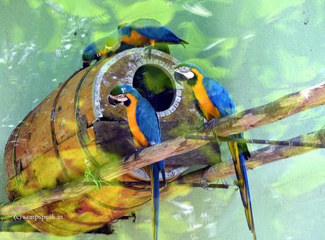 the beautiful big colourful attractive - Macaws !! the beautiful big colourful attractive - Macaws !!