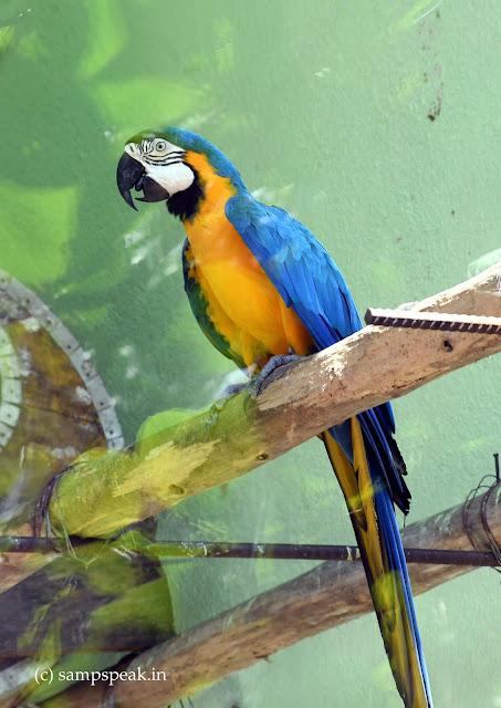 the beautiful big colourful attractive - Macaws !! the beautiful big colourful attractive - Macaws !!