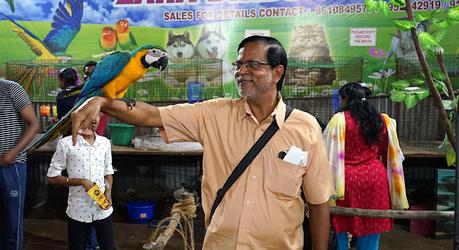 the beautiful big colourful attractive - Macaws !! the beautiful big colourful attractive - Macaws !!