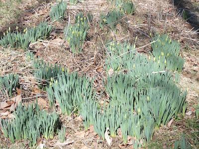 Taciturn Tuesday (Happy Valentine's Day to All of You)