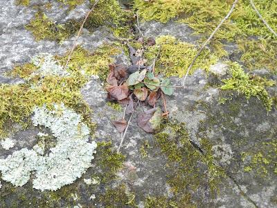 Taciturn Tuesday (Happy Valentine's Day to All of You)