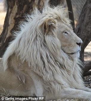 albinos ~ face threat, pain and cruelty .... !!