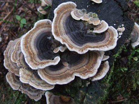 Why Turkey Tail Mushroom Works For Pets With Cancer