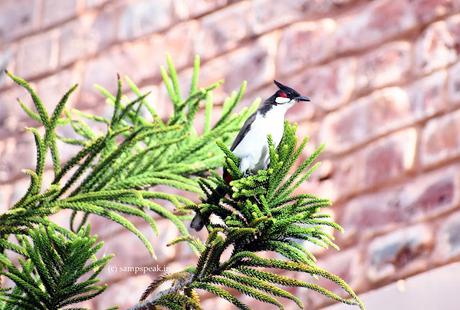 Oh my Bulbul Tara !!