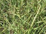 Seashore Paspalum Grass Guide Caring Growing
