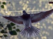 Attractive Choco Pigeon