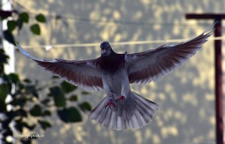 the attractive  choco - pigeon !!