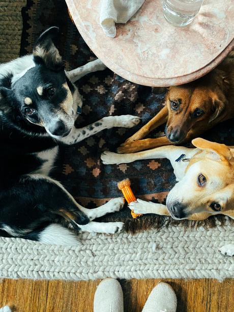 Homemade Valentine’s Dog Treats for Your Furry Valentines