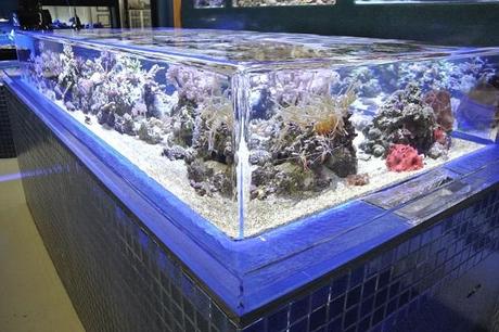 Zero Edge Aquarium