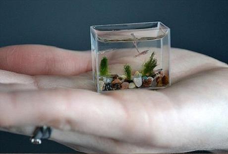 World’s Smallest Aquarium