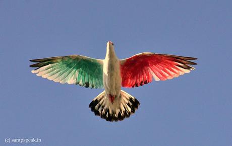 Tri-colour Pigeon .. .. Danca do Pombo !!