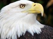 World’s Most Well-Known Magical Birds