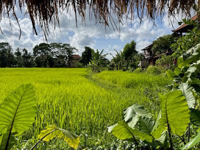 BALI, A TROPICAL PARADISE: Guest Post by Tom Scheaffer