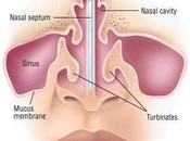 Deviated Nasal Septum Treatment Ayurveda
