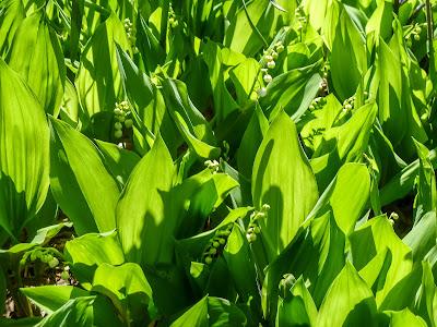Two kinds of greenery