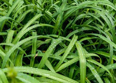 Two kinds of greenery