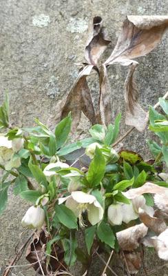 Hellebores!