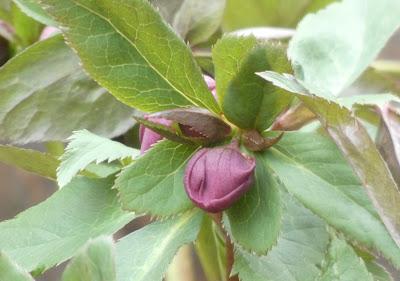 Hellebores!