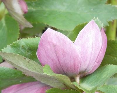 Hellebores!
