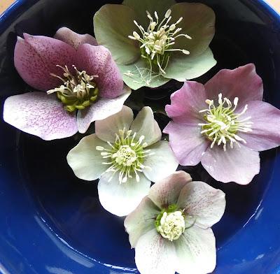 Hellebores!