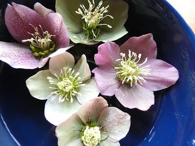 Hellebores!