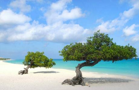 Trees To Spot In Aruba