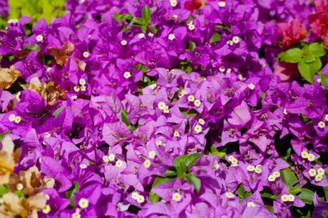 Bougainvilleas