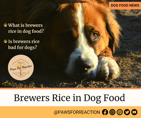 Brewers Rice in Dog Food: What is brewers rice? Is brewers rice good for dogs?