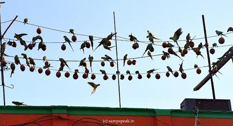 Home alone ... .. .. remaining in solitude !!