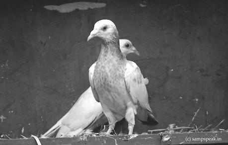 Home alone ... .. .. remaining in solitude !!