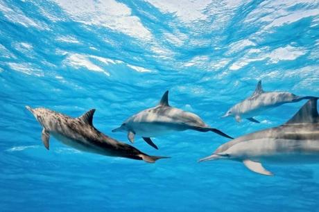 Dolphins