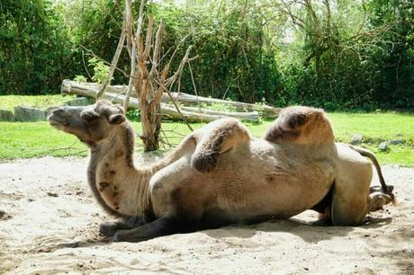 Camels