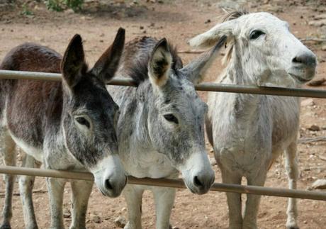 Donkeys