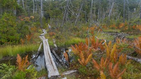 Hiking The 100 Mile Wilderness of the Appalachian Trail