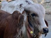 (Zebu) Bull