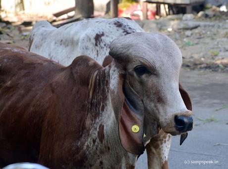 Gir (Zebu) bull