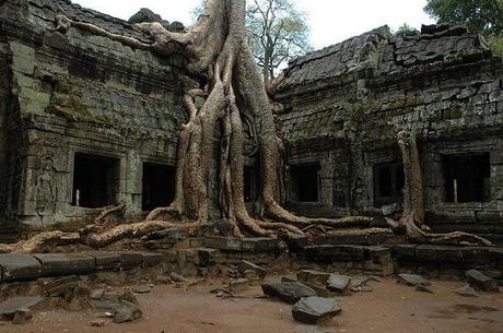 Trees from Ta Prhom