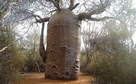 Teapot Baobab