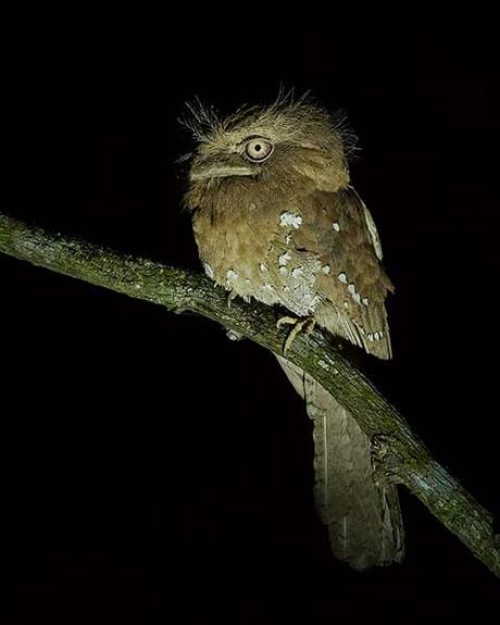 Srilanka Frogmouth