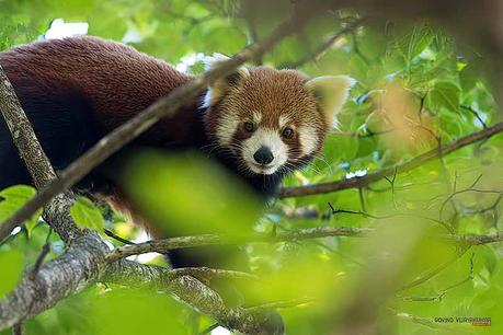 Red Panda in Natural Habitat