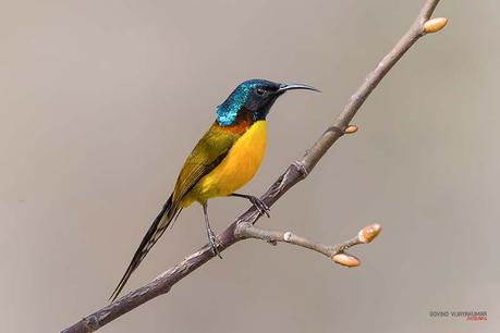 Green Tailed Sunbird