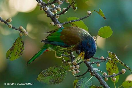 Great Barbet Feeding