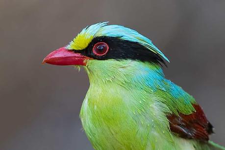 Green Magpie