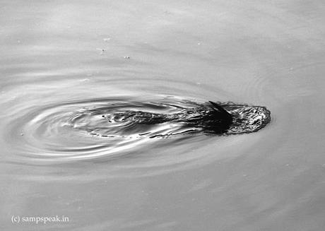 dive !  -  plunge headlong !!