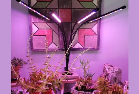 The top 6 LED grow lights for houseplants