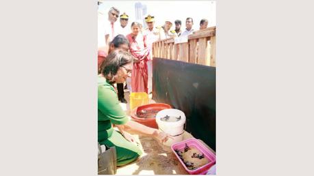 First batch of turtles released from Galle Face