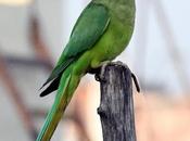 Falling Love மாங்குயிலே பூங்குயிலே