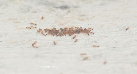 the ants !!  சின்ன ராசாவே சித்தெறும்பு