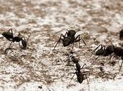 Ants சின்ன ராசாவே சித்தெறும்பு